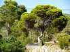 Baum an der Cala Salada