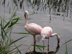 Flamingos