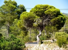 Baum an der Cala Salada