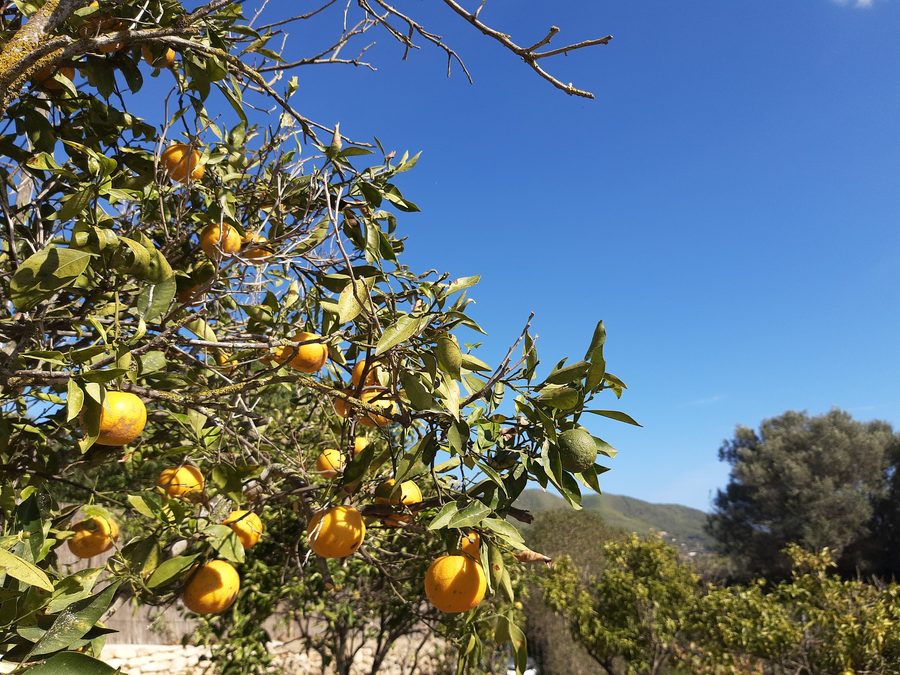 Orange tree in Sant Llorenc de Balafia, Ibiza